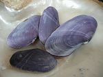 TELLINA MAUVE